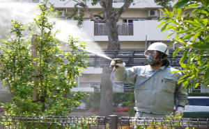 樹木害虫駆除